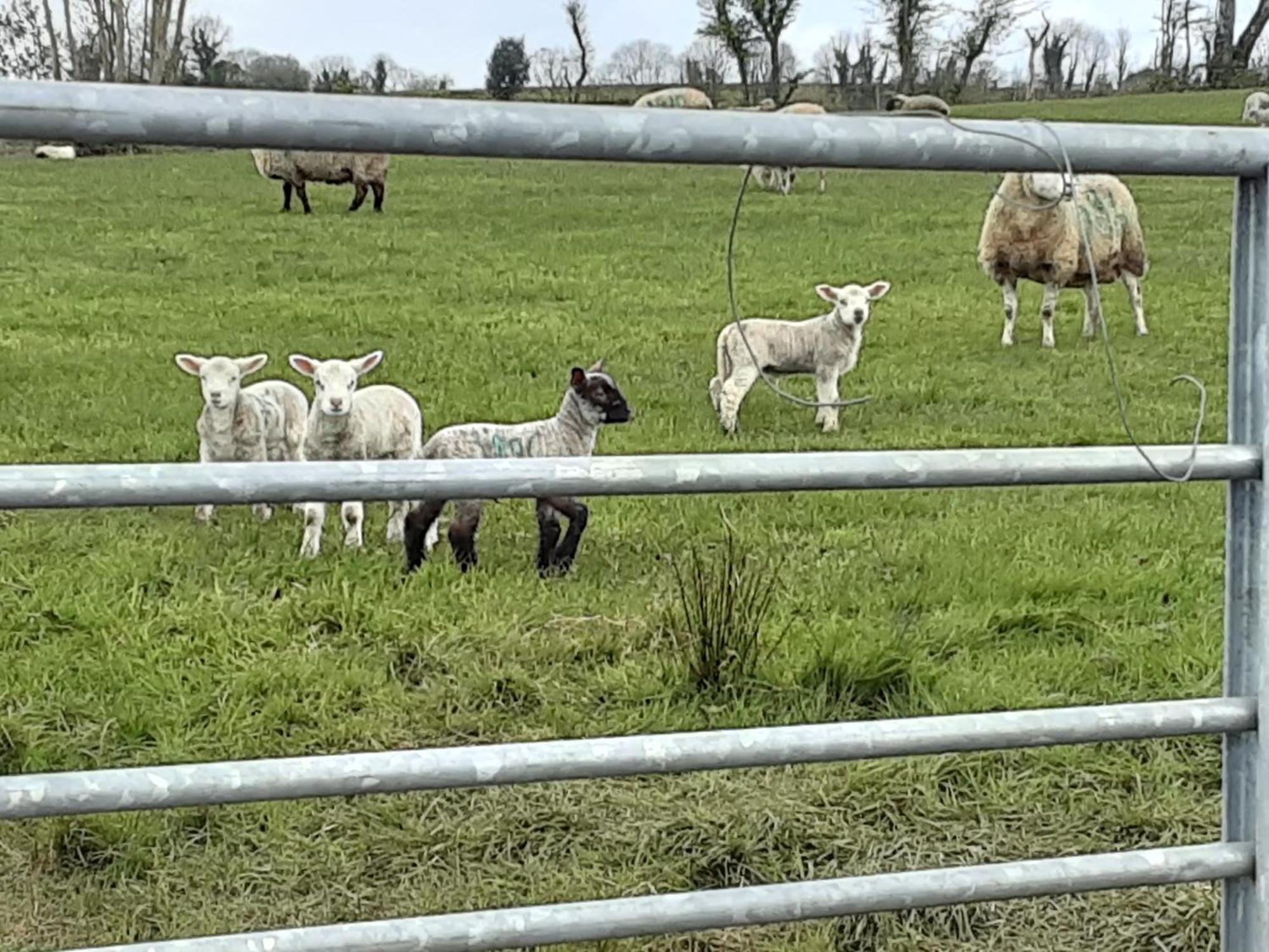 Hawthorn Lodge Belturbet Zewnętrze zdjęcie