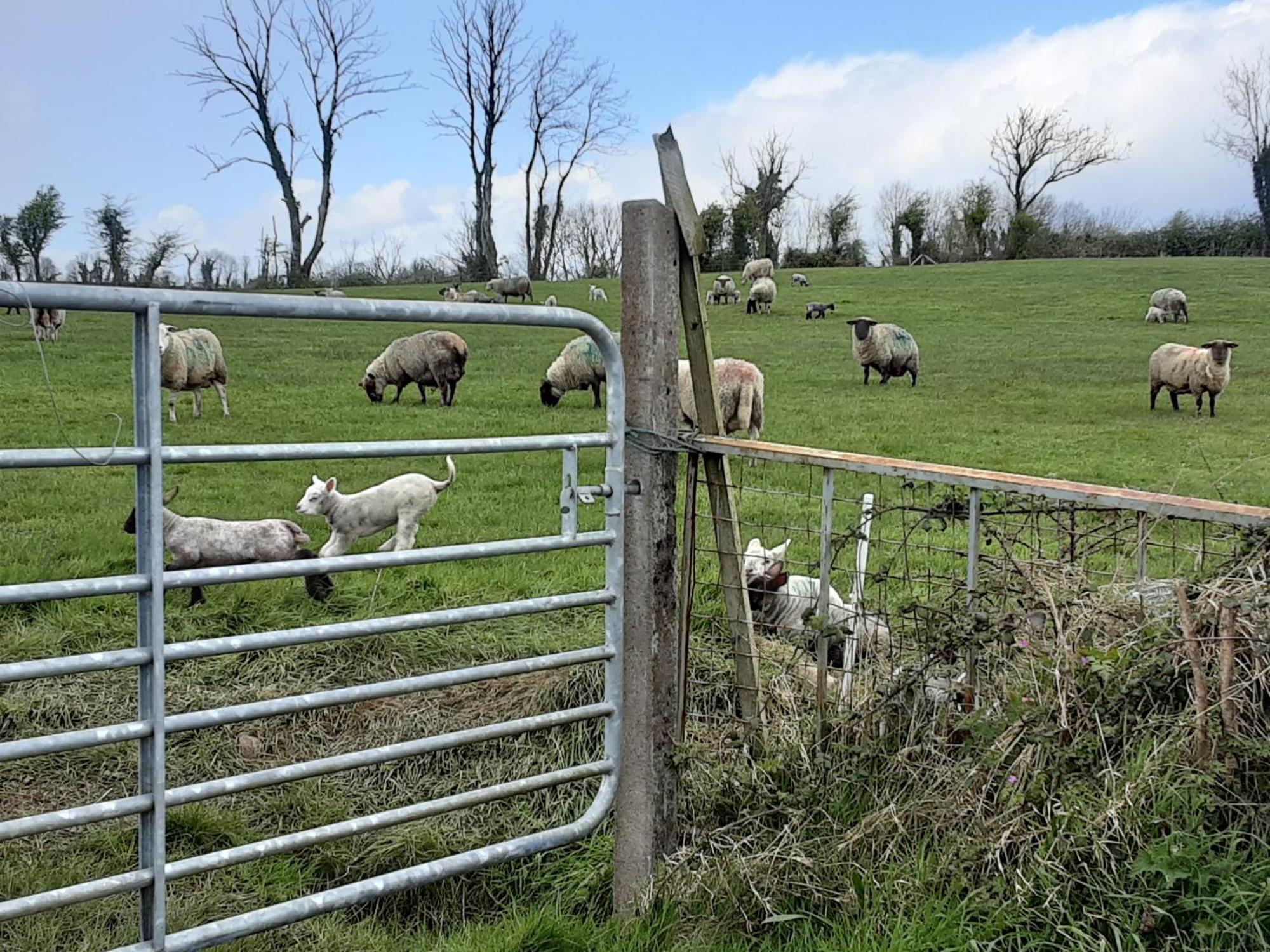 Hawthorn Lodge Belturbet Zewnętrze zdjęcie